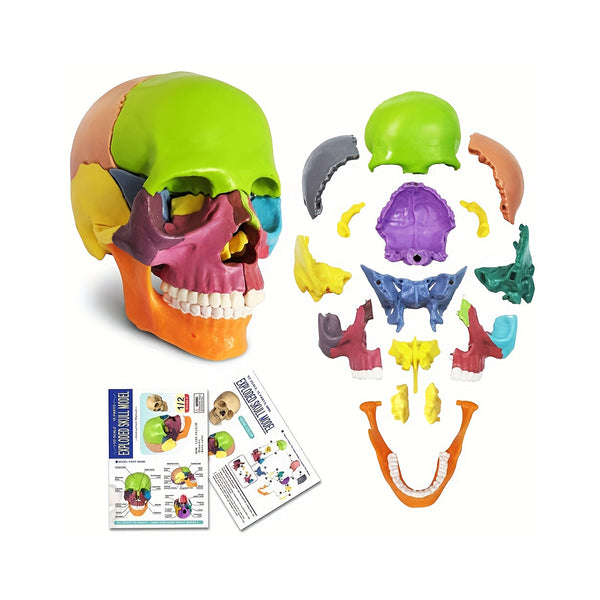 New Anatomy Skull Model 15 Parts Human Anatomy Exploded Skull Detachable Palm-Sized Mini Human Color Medical Skull Model,Medical Dental Clinic Teaching Equipment,Learning with Color Study Manual chinaatoday