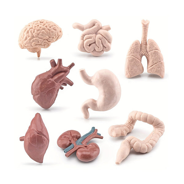 8pcs/set Simulated Solid Simulate Human Organs Toys, Small Intestine, Large Intestine, Lung, Brain, Heart, Liver, Toy Accessories Model Toy Set For Children's Holiday Gifts, Cognitive Education chinaatoday