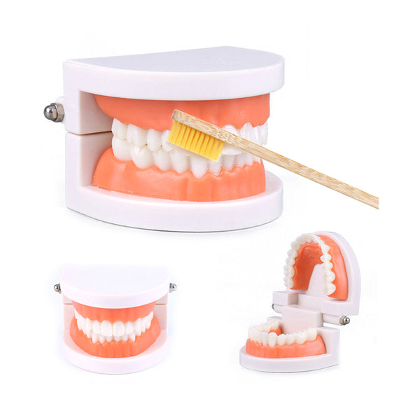 Montessori Educational Toys : Dental Tooth Model for Kids chinaatoday