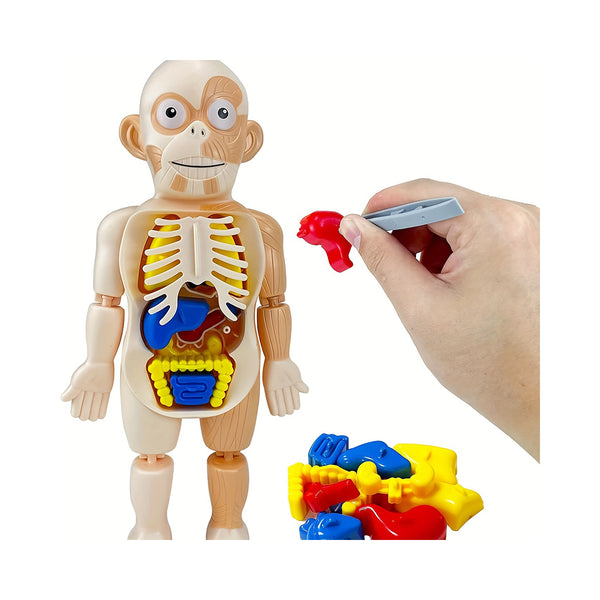 Children's Early Education Learning Toys Human Organ Model, 17-piece DIY Assembly Science Kit Toys For Boys And Girls Learning Toys chinaatoday