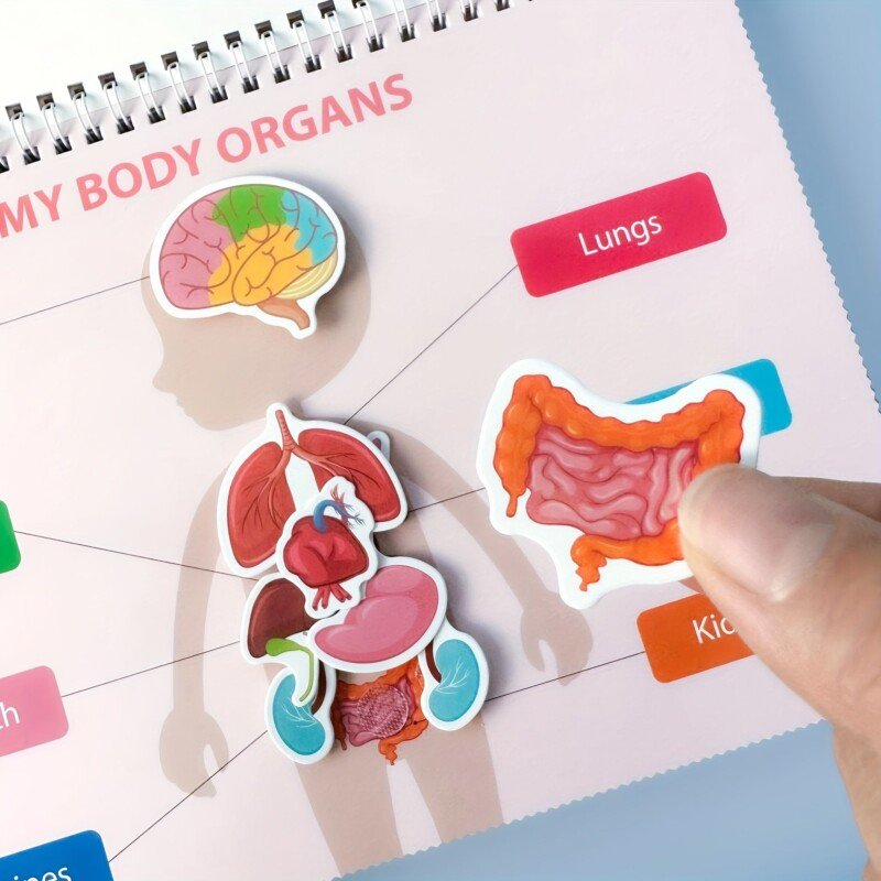 Montessori Human Anatomy Busy Book for Kids - Image 4